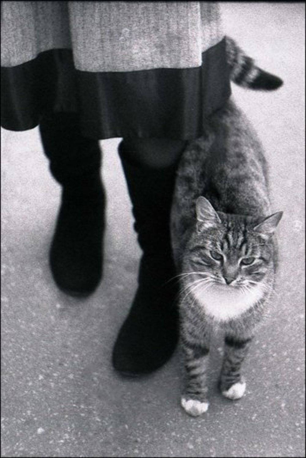 ч/б, кот, москва, tajlor