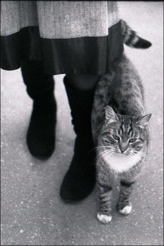 ч/б, кот, москва котяра фото превью