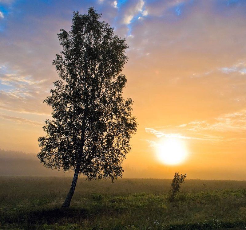 Во-поле березка стояла. Рассвет. фото превью