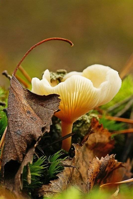 гриб, макропейзаж, Юлия