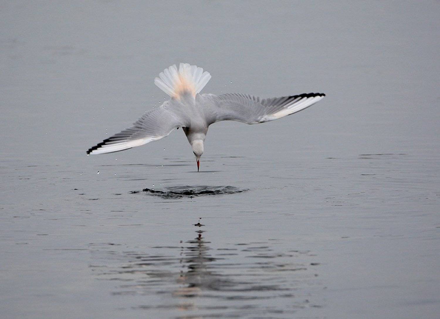 , Владимир Кучеренко