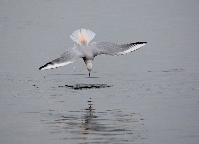 Ну??? фото превью