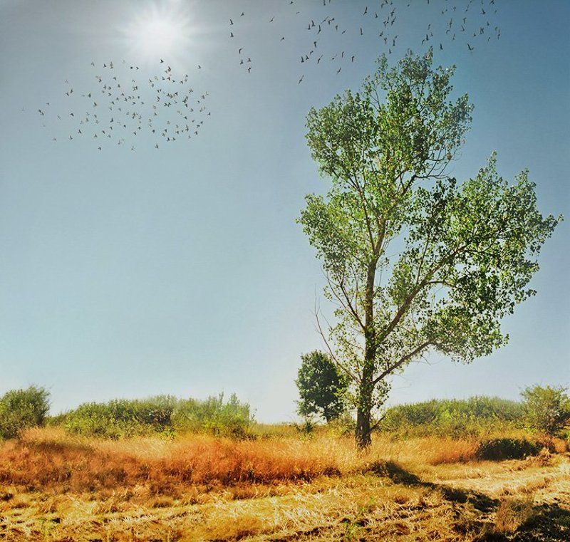 *** фото превью