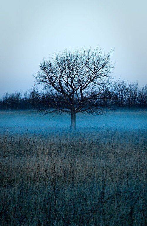туман, дерево, утро, холод, ильдар, гилязов, Ildar