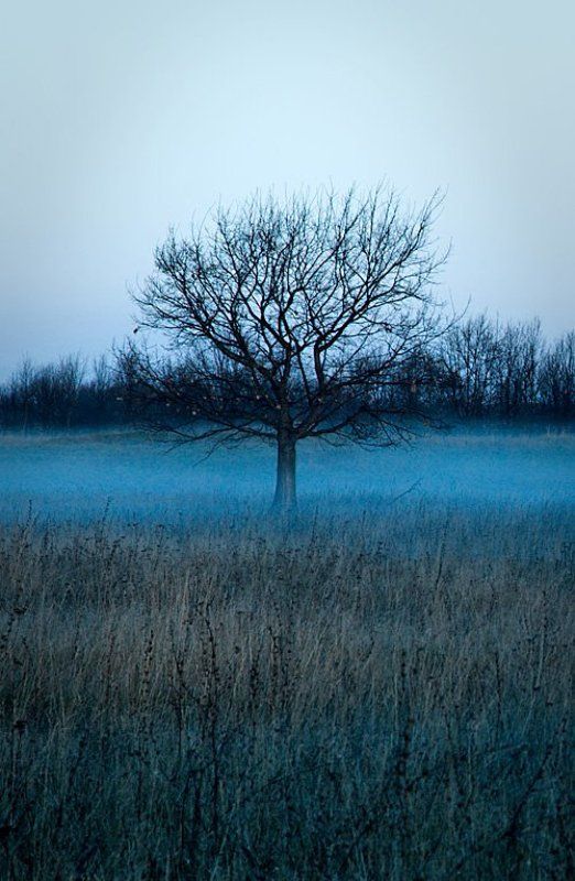 туман, дерево, утро, холод, ильдар, гилязов *** фото превью