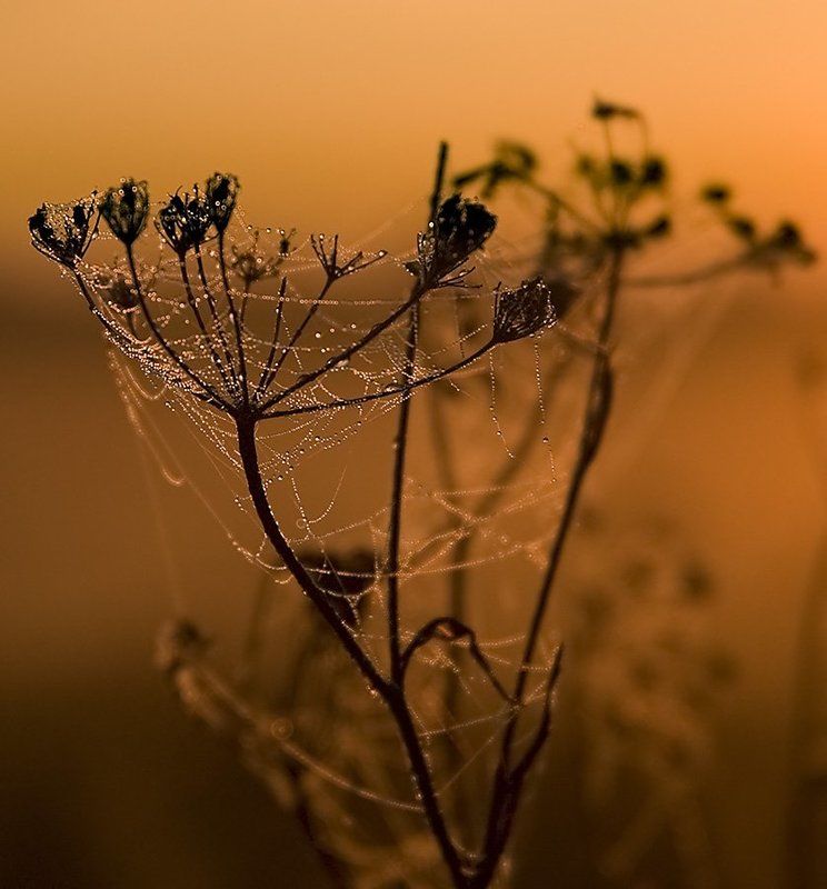 паутина, роса, утро, куст, ильдар, гилязов *** фото превью