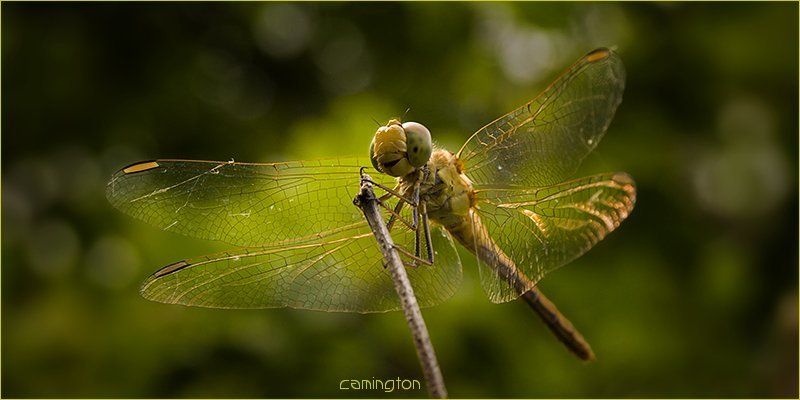 лето красное пропела... фото превью