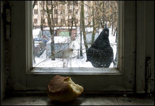 Хлеб и голубь.