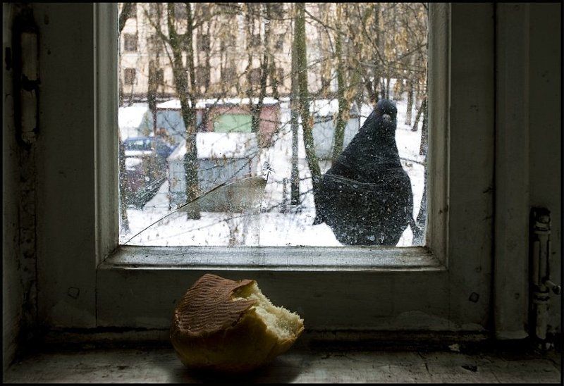 голубь, юмор, абаджян Хлеб и голубь. фото превью