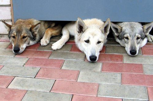 Тройка застряла