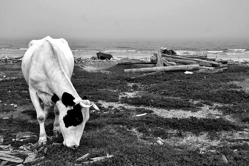 поморская, серия, светлана, глушко серия фото превью