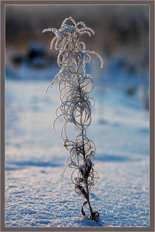 кипрей,иней Зимний наряд иван-чая фото превью
