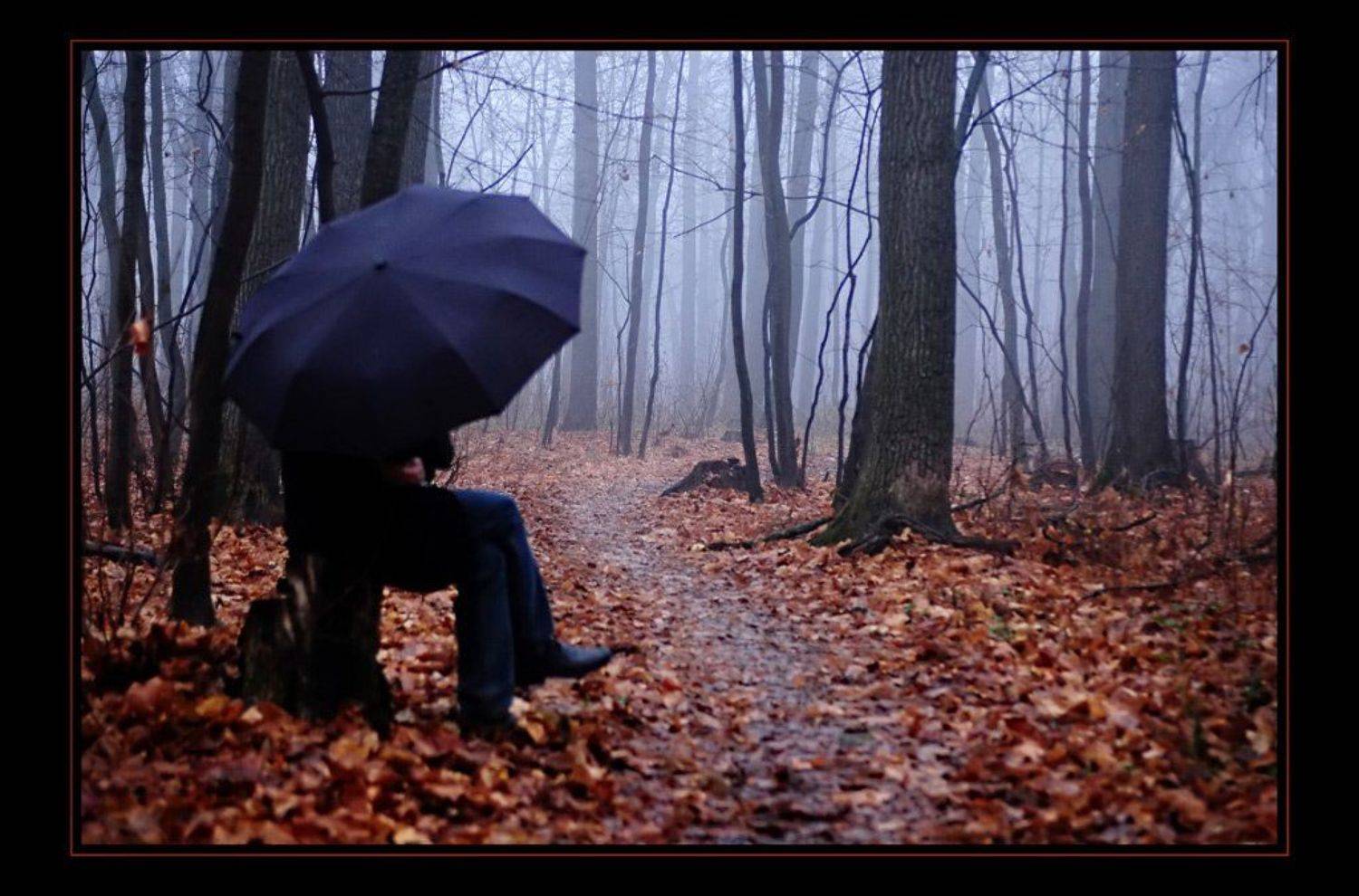 туман, осень, дождь, зонтик, Сергей Дужников