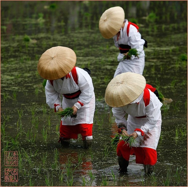 япония, рис, пересадка, посадка, рассада, осака Пересадка риса. фото превью