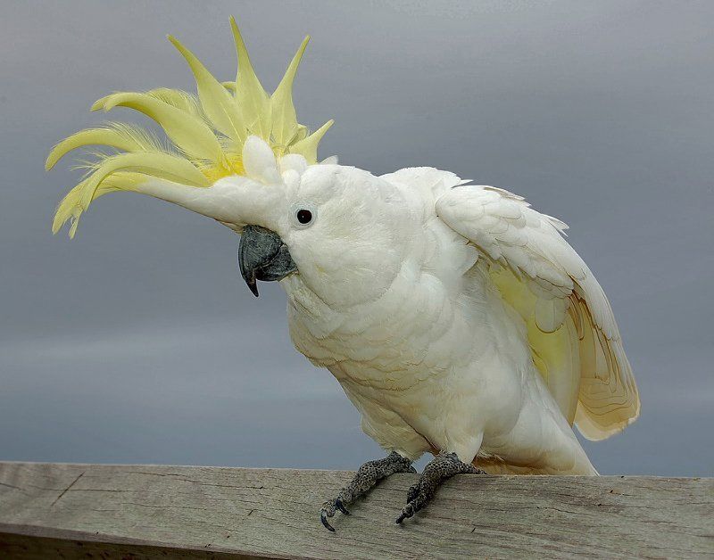 Пиастры.... фото превью