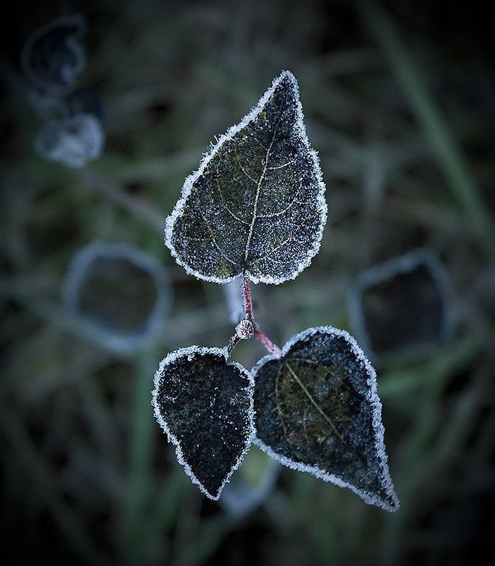 *** фото превью