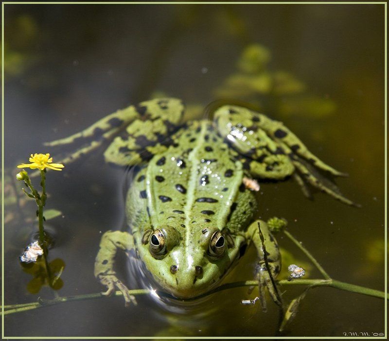 На Немецком фото превью