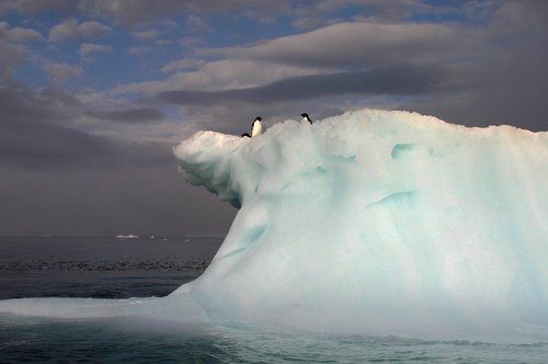 Iceberg & Penguins #1