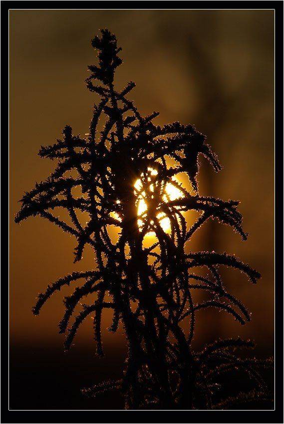 рассвет,кипрей, Солодухин Виктор