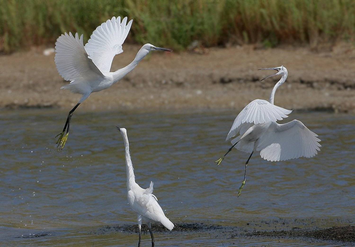 , Владимир Кучеренко