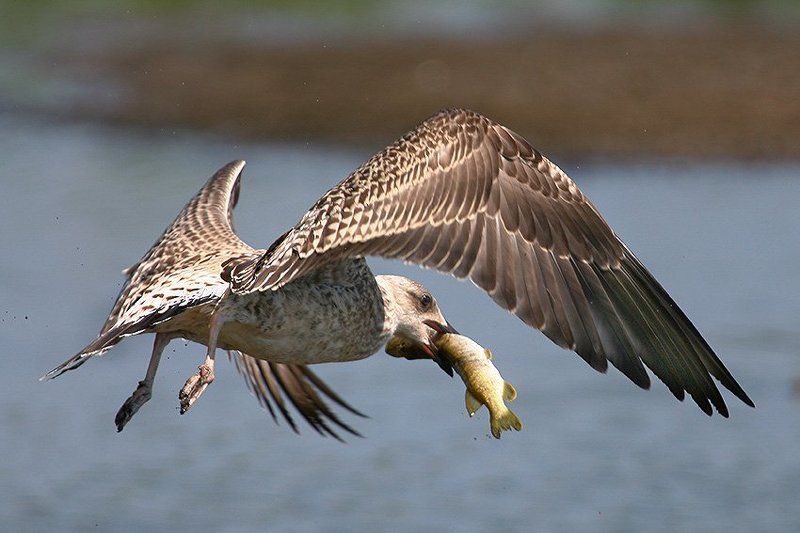 Щукарь фото превью