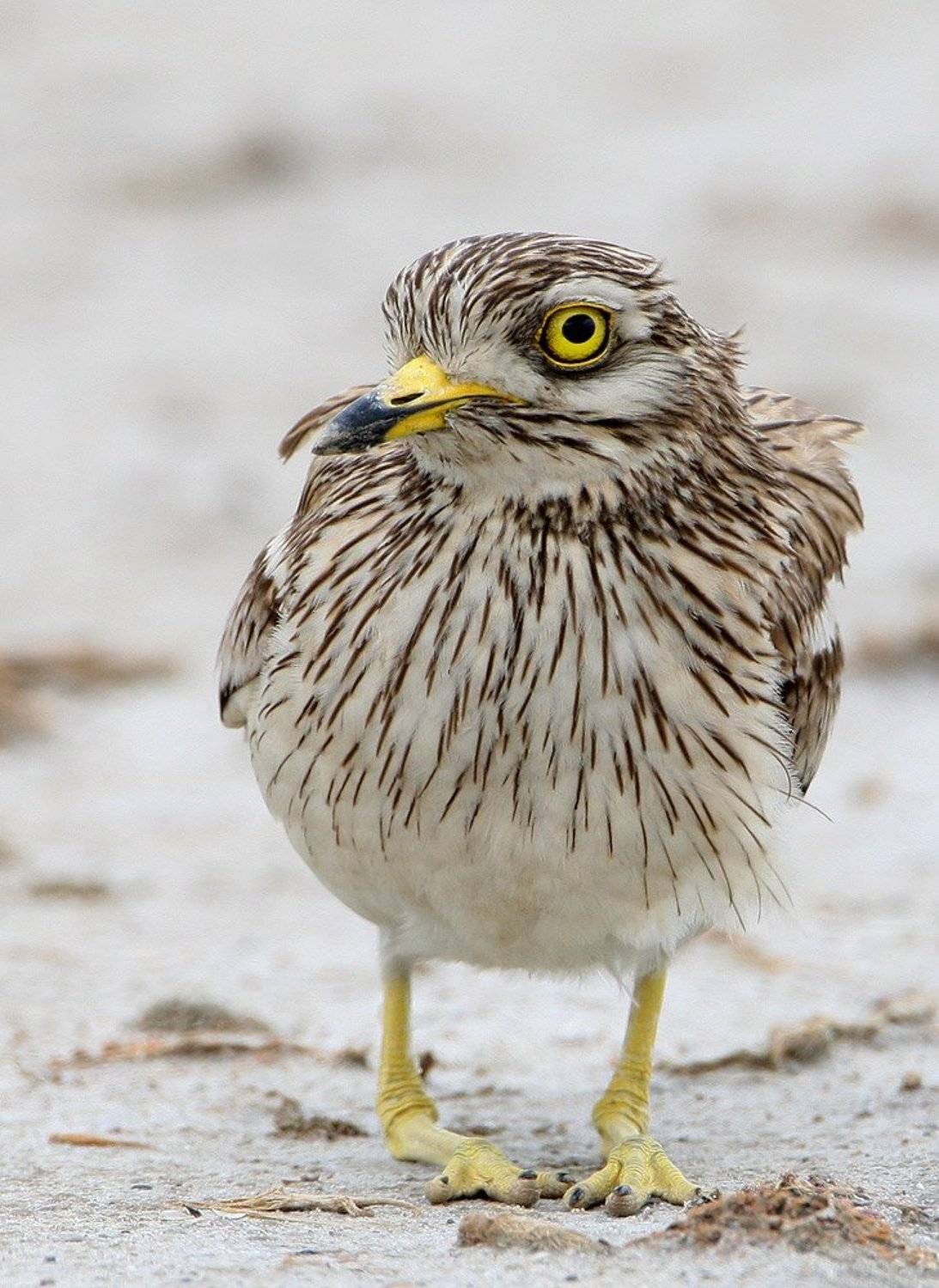 , Владимир Кучеренко