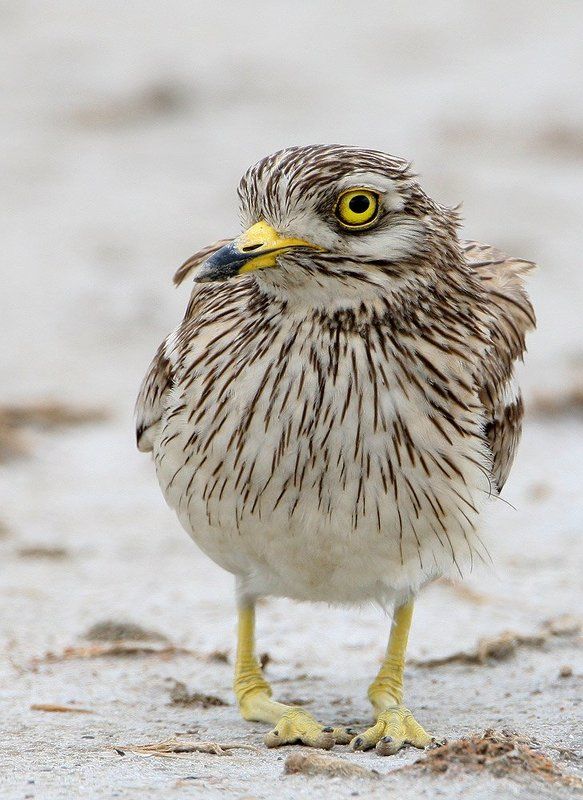 Тебе чего? фото превью