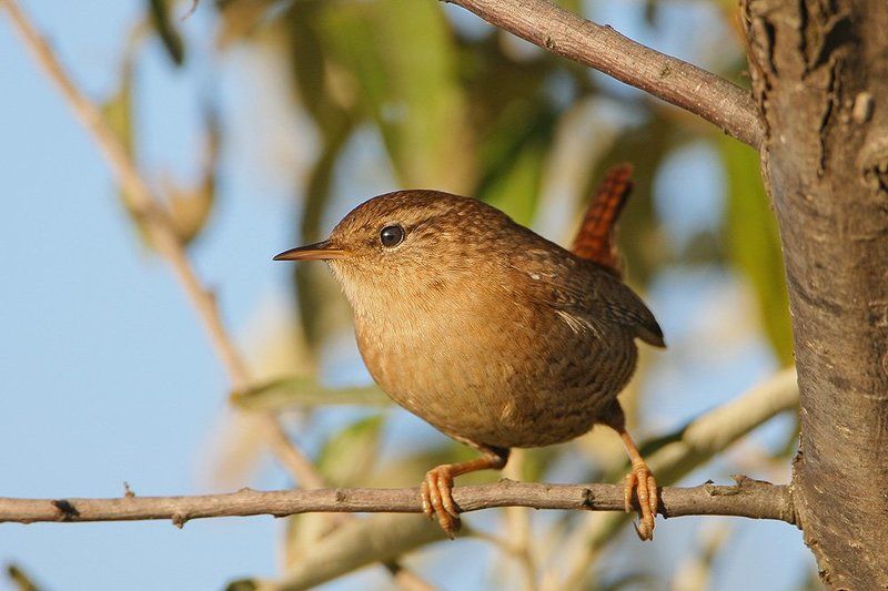 Обманутый фото превью