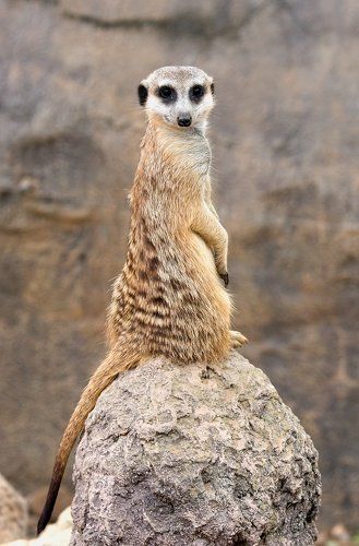 На доминирующей высоте №1