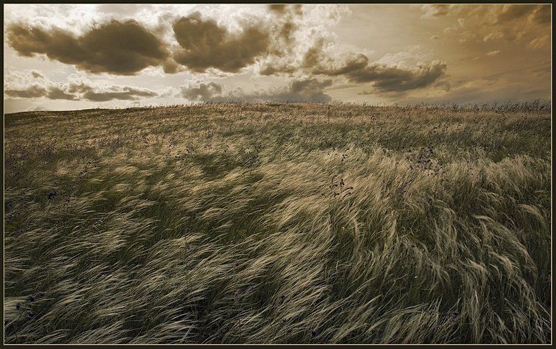 пейзаж, небо, степь, ковыль, ветер, свобода, lad_i_mir Свобода фото превью