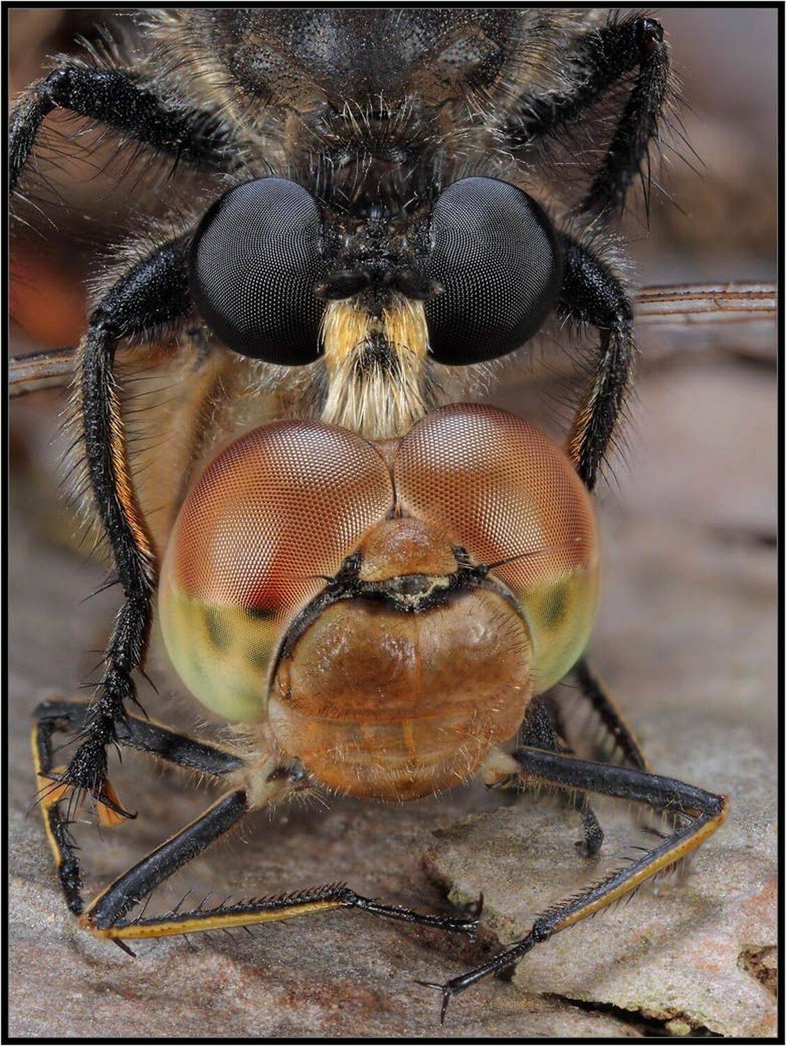 макро,ктырь,стрекоза, DDT