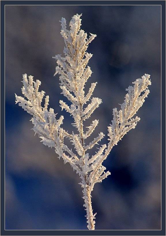 иней, Солодухин Виктор