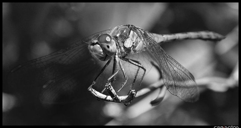 вечер трудного дня (чб) фото превью