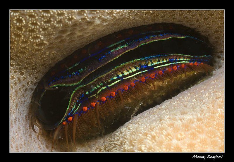 зайцев, обучение, подводной, фотографии, супермакро, красное, море Брошь от CARTIER фото превью