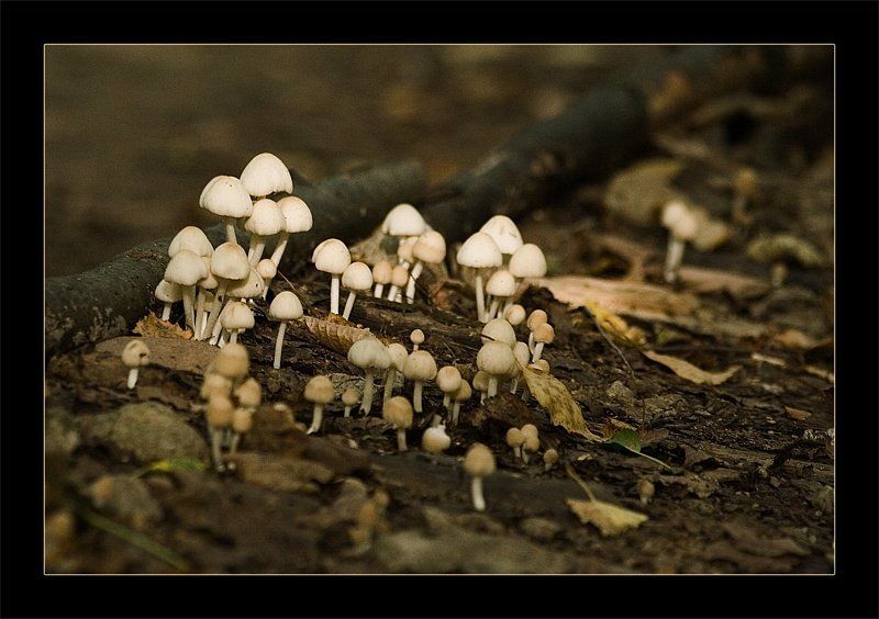 грибы, поганки, лес грибы наступают фото превью