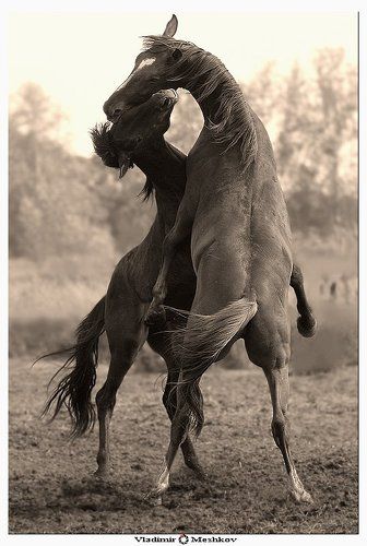 Memorial (Emotions).