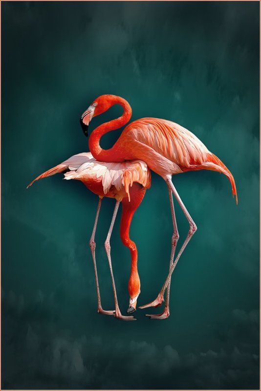 фламинго, камасутра Камасутра фото превью