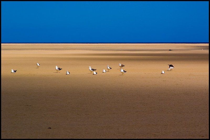 испания,канарские острова,фуэртевентура,пляж сотавенто Чайки фото превью