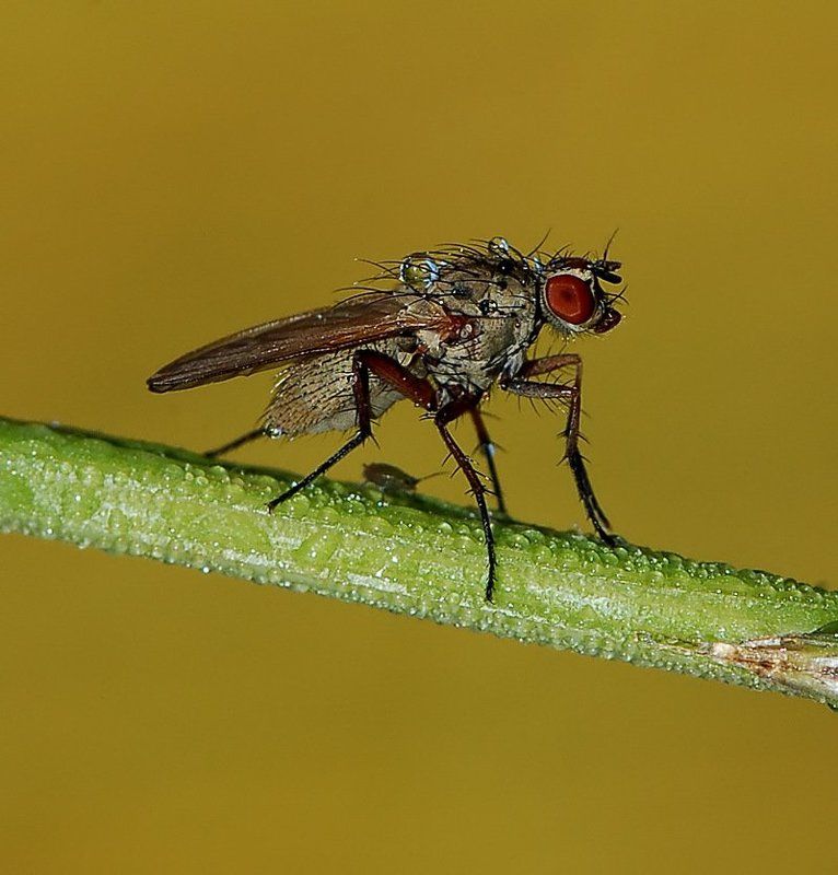 Под мухой фото превью