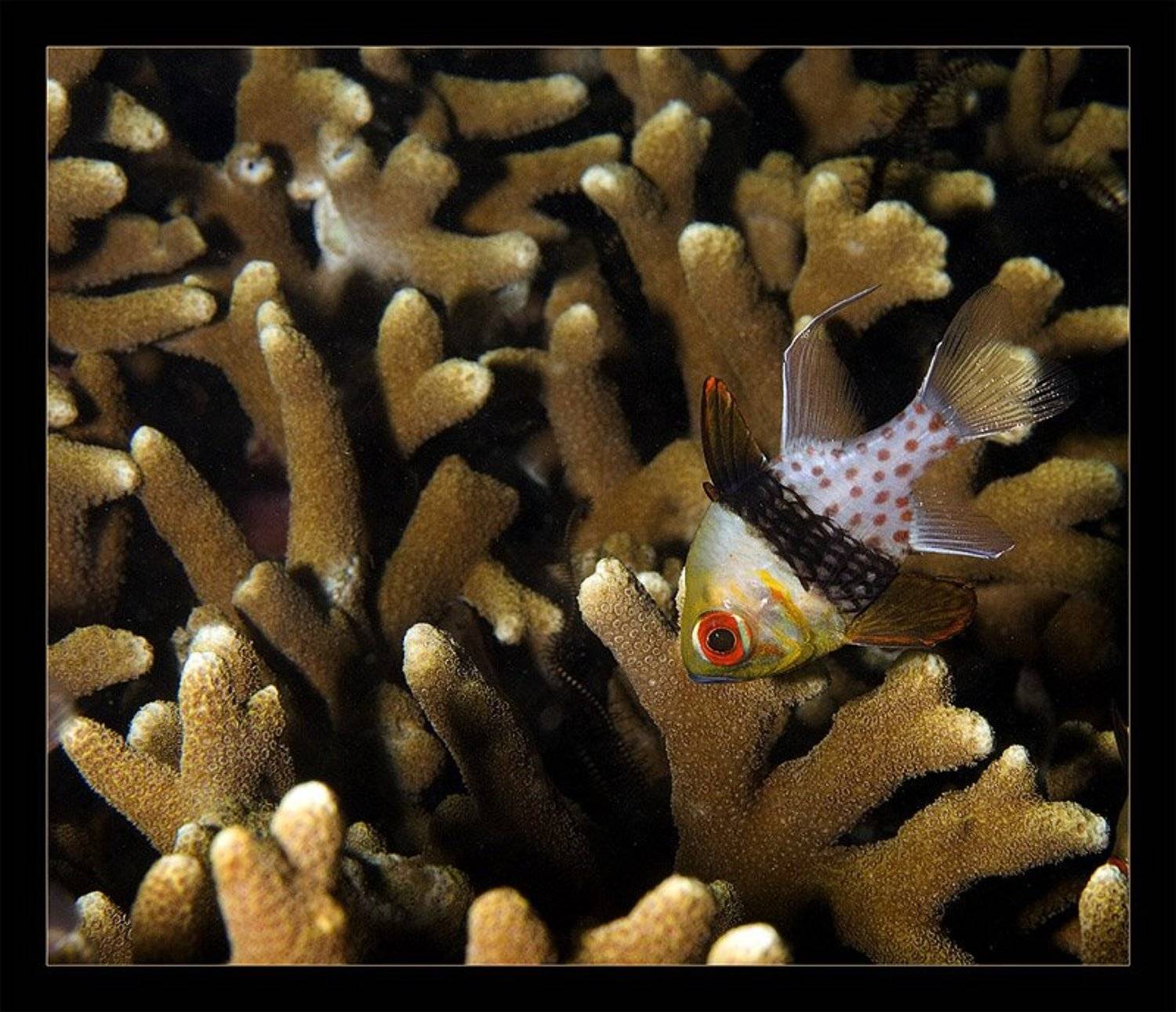 индонезия, сулавеси, лембех, Nx