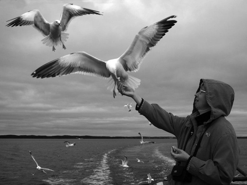 соловки, бакланы, кормежка В очередь за хлебом фото превью