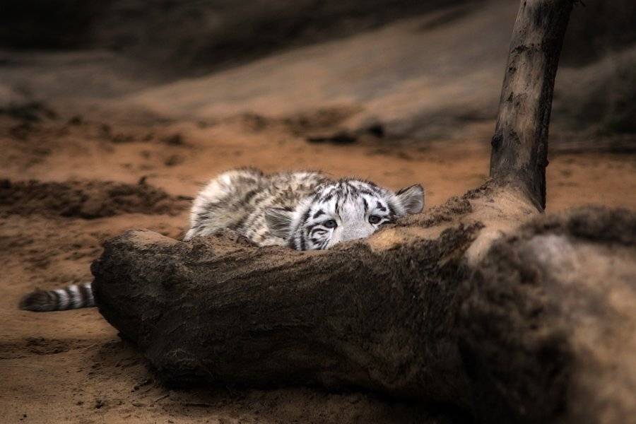 белый тигр, тигренок, засада., senjor