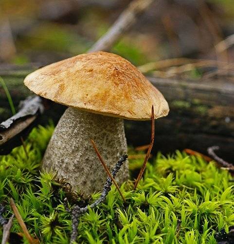 подберезовик, Юлия