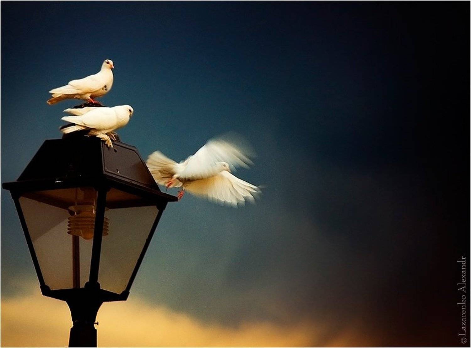 любовный треугольник, треугольник, жанр, фонарь, голуби, белые голуби, три птицы, три голубя, голуби на фонаре, Alexandr