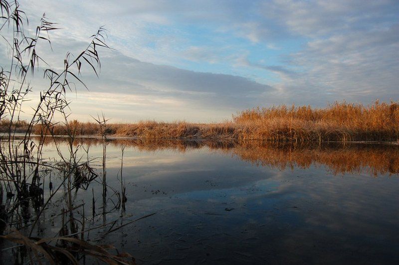 дельта, вода, камыш, лед Легкое прикосновение зимы фото превью