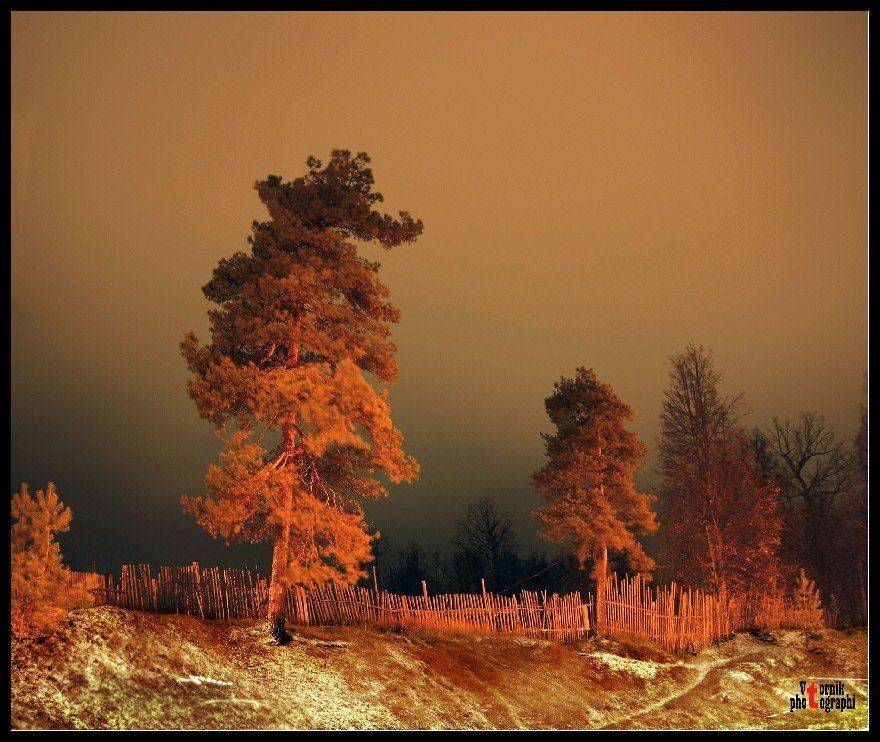 вечер,дерево, VTORNIK Эдуард Николаев