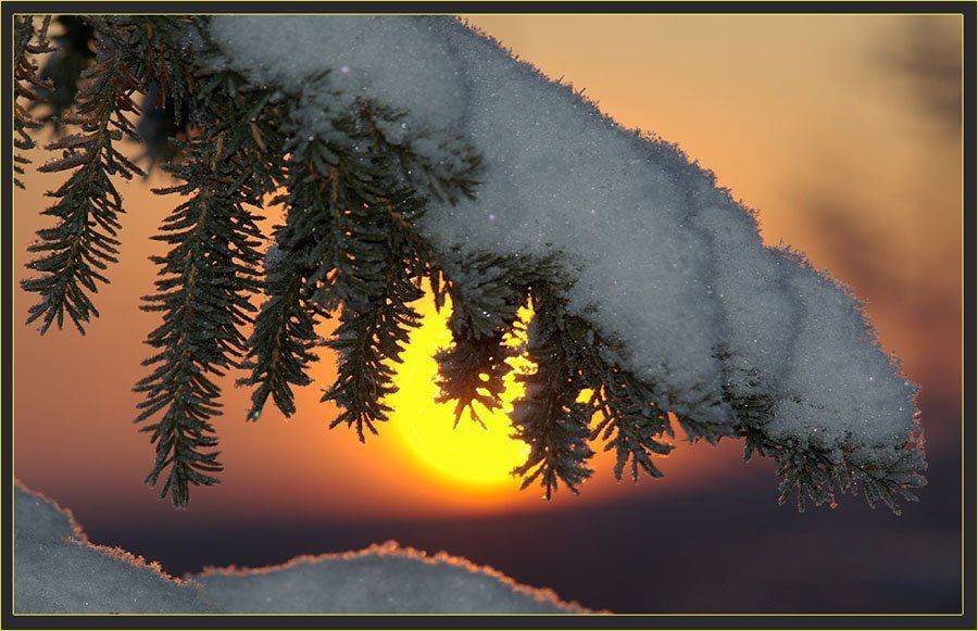 ель,рассвет,зима, Солодухин Виктор