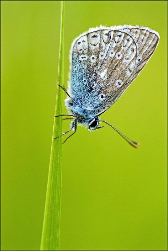 бабочка, макро, Юлия