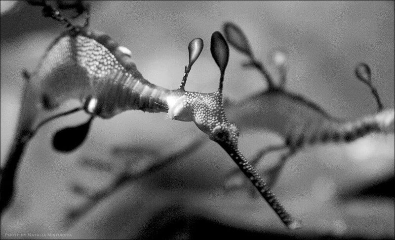 дракон, морской по ту сторону воды живут драконы фото превью