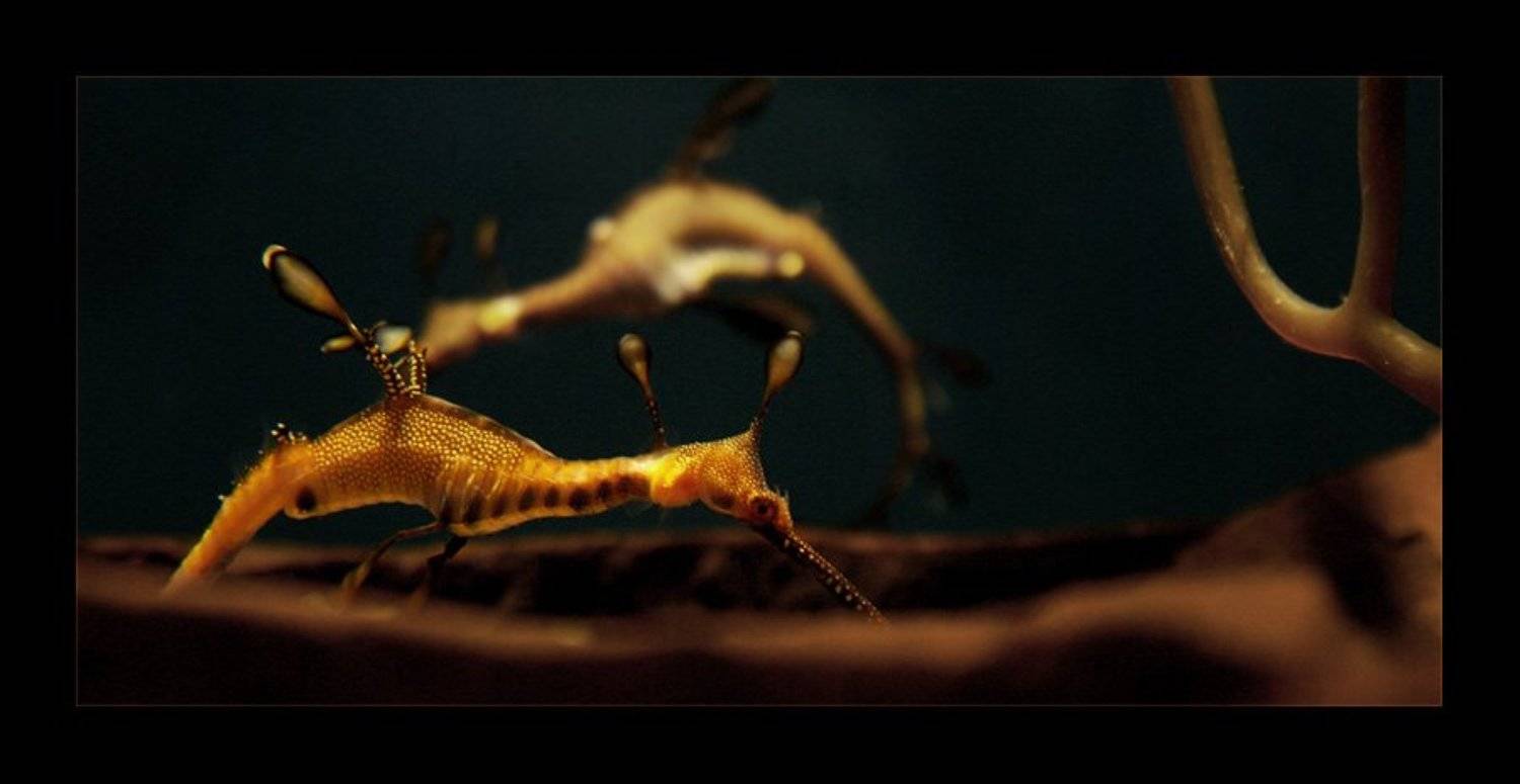 морской, дракон, Mistukova Natalia (Tataxa)